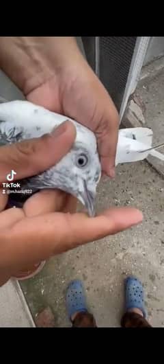 Motiyon waly pigeon