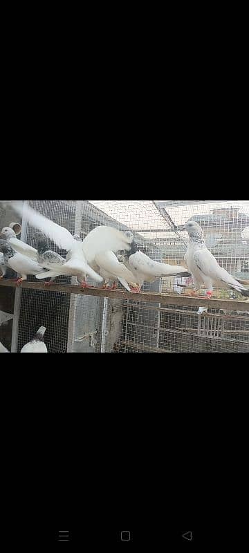 Motiyon waly pigeon 1