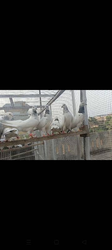 Motiyon waly pigeon 3