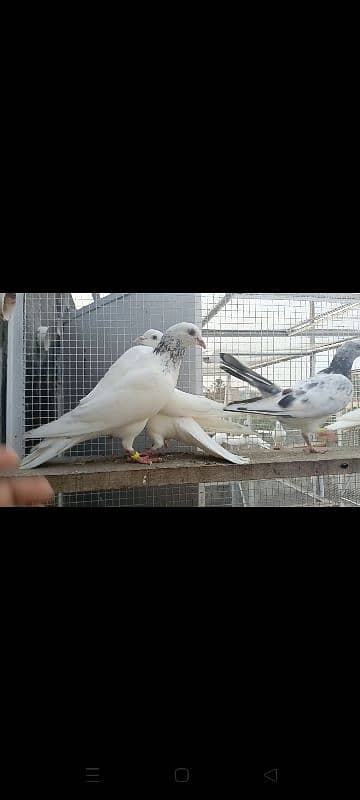 Motiyon waly pigeon 4