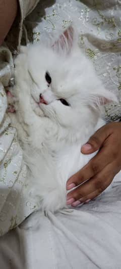 Persian Kitten for Sell