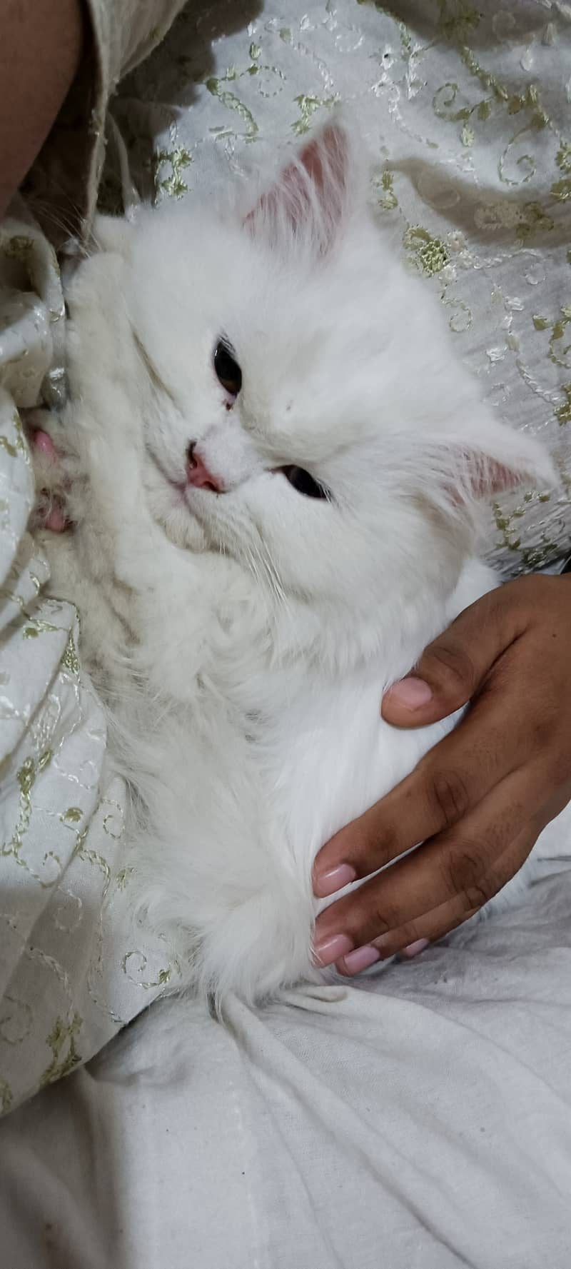 Persian Kitten for Sell 0