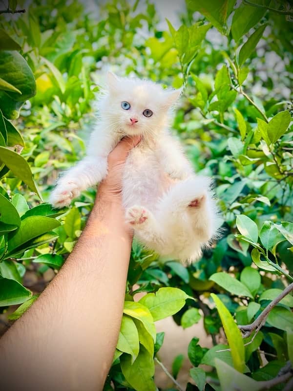 White Persian Tripple Coated Cats/Kittens 0