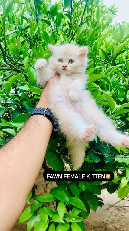 White Persian Tripple Coated Cats/Kittens 1