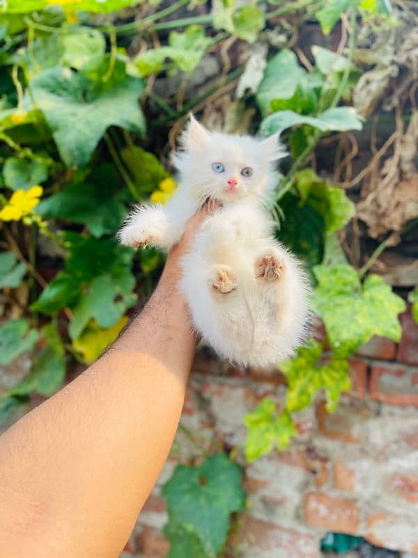 White Persian Tripple Coated Cats/Kittens 2