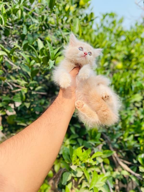 White Persian Tripple Coated Cats/Kittens 4