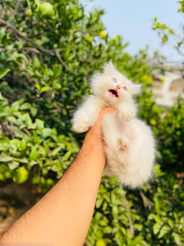 White Persian Tripple Coated Cats/Kittens 5