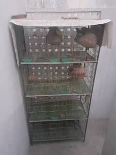 love bird with cage