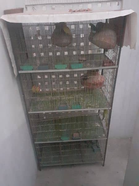 love bird with cage 1