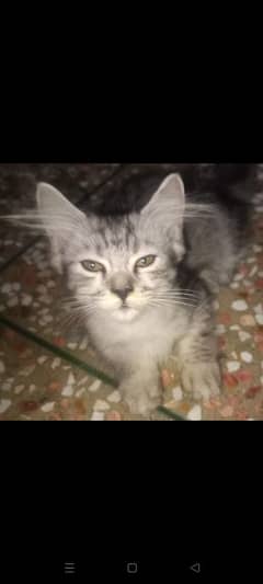 3 Persian cats for sale