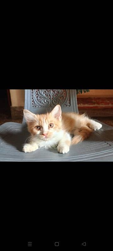 3 Persian cats for sale 1