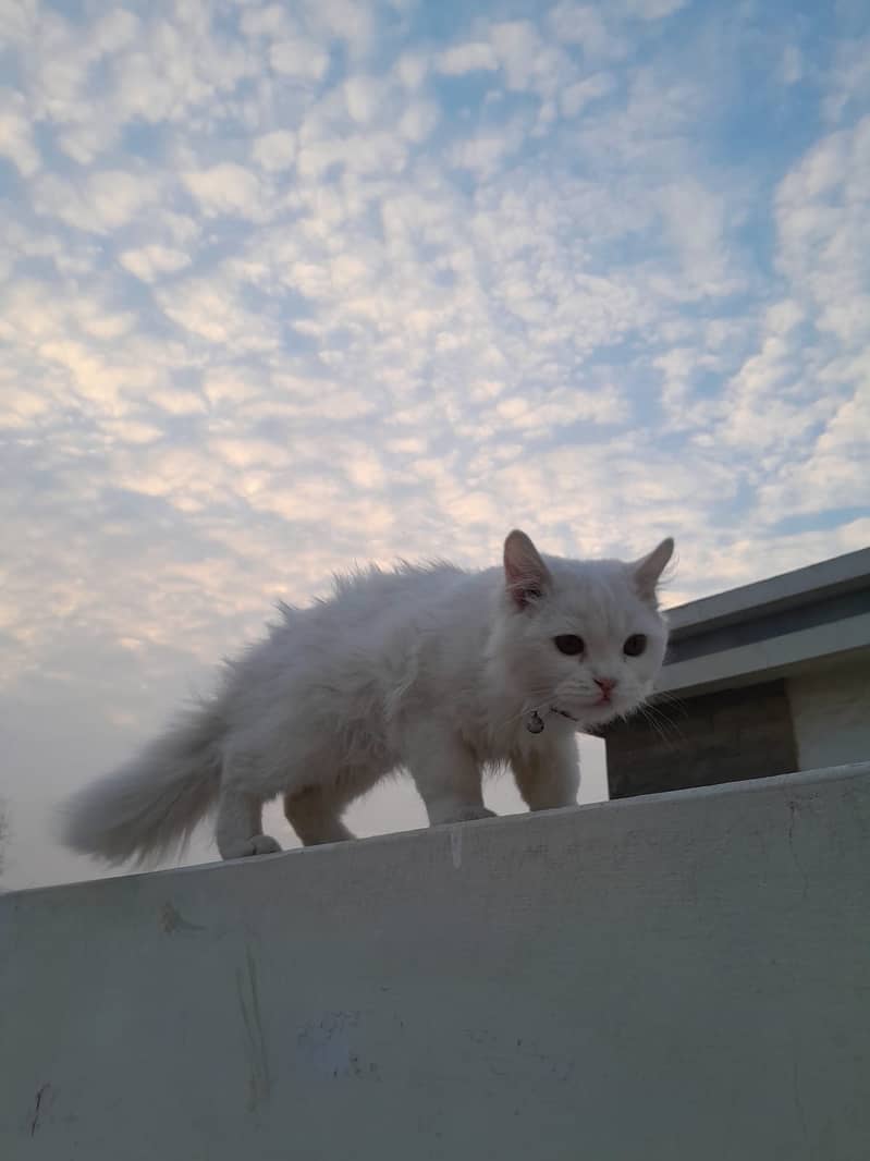 2 persian cats pair 4