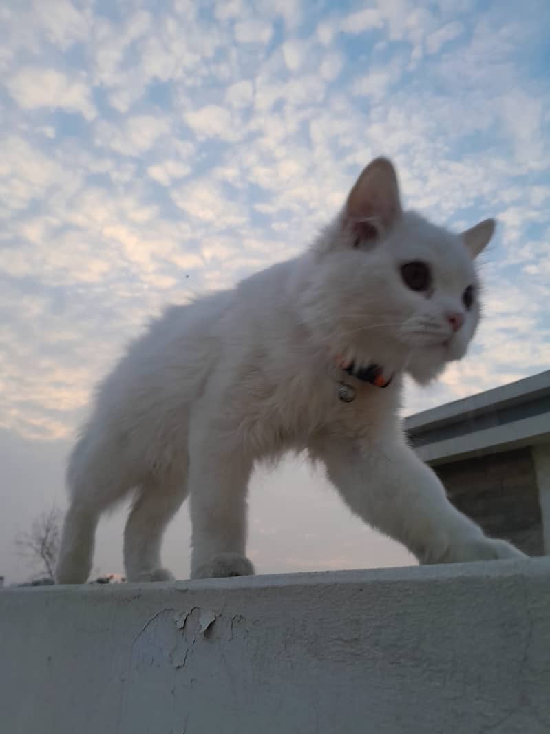 2 persian cats pair 6