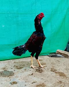 Pure Thai Aseel Breed in cheap price