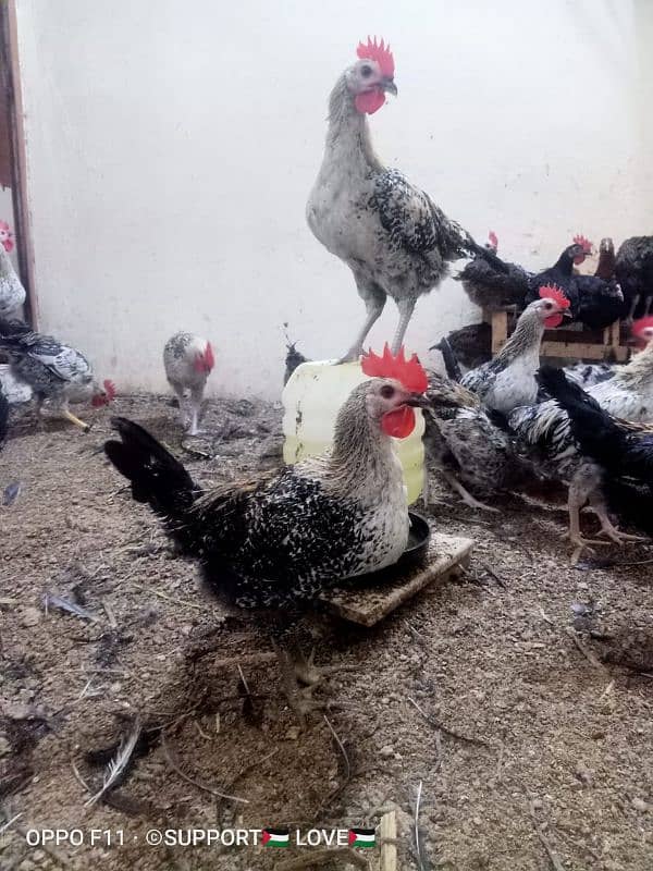 Golden misri | Healthy males and females| For Sale 0