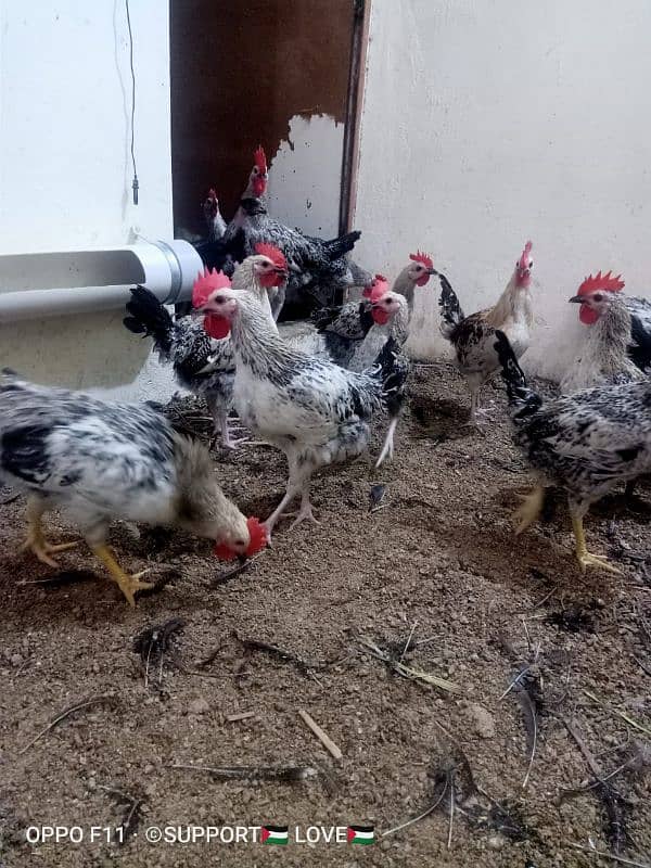 Golden misri | Healthy males and females| For Sale 1