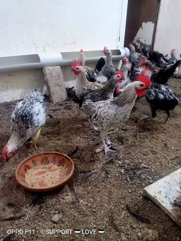 Golden misri | Healthy males and females| For Sale 2