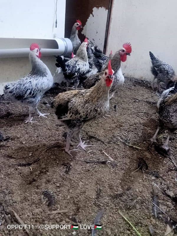 Golden misri | Healthy males and females| For Sale 3