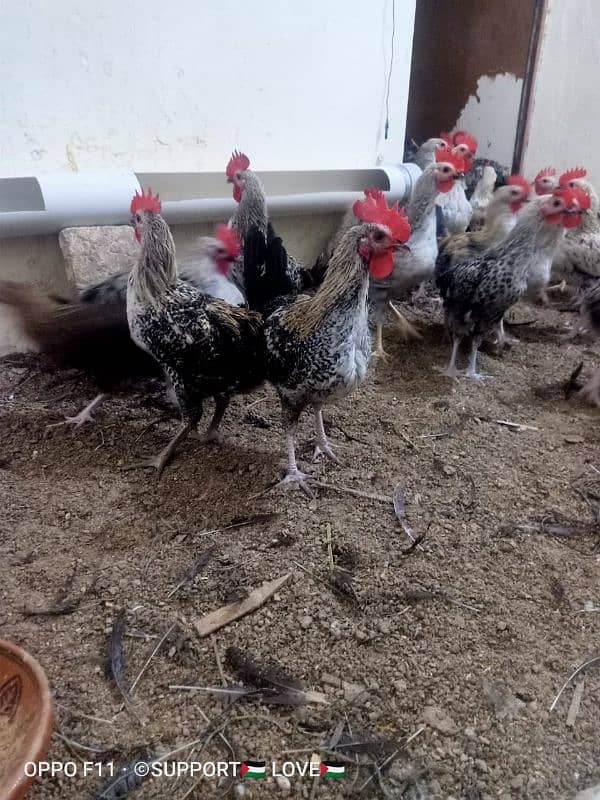 Golden misri | Healthy males and females| For Sale 4