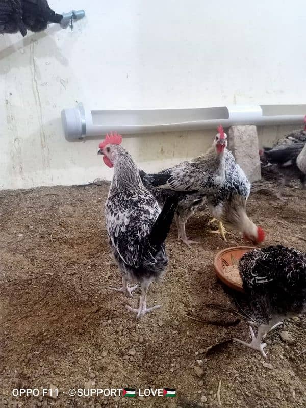 Golden misri | Healthy males and females| For Sale 6