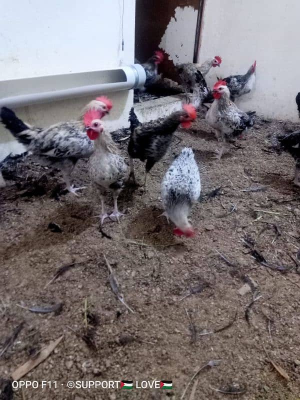 Golden misri | Healthy males and females| For Sale 7