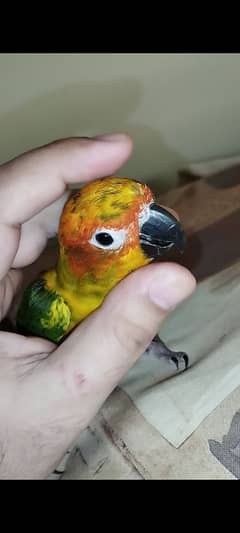 hand tamed parrot