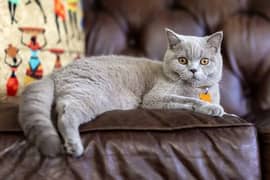 british shorthair