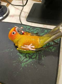 SUPER HANDTAME SUNCONURE / CONURE RED FACTOR FOR SALE SUN CONURE