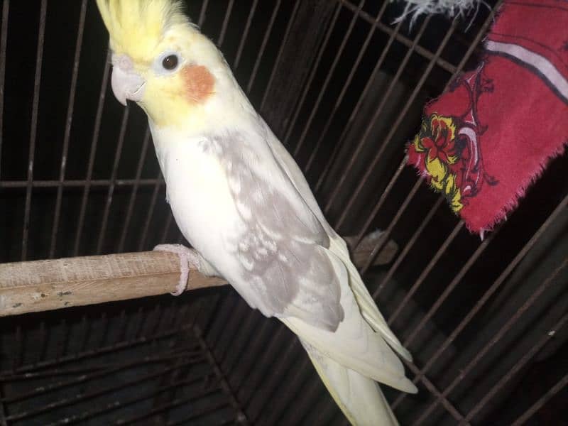 breeder cocktail pair for sale Breed ki gurrantee 100% BREEDER 1