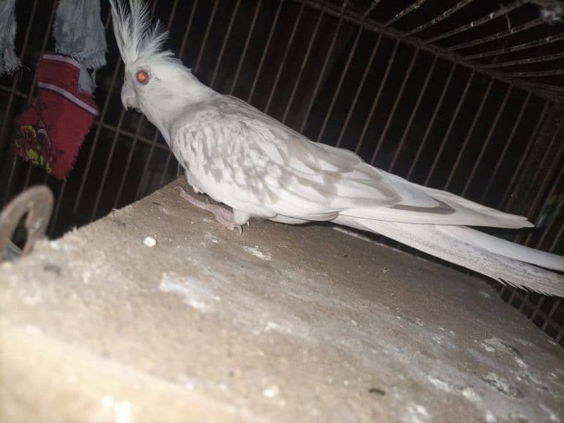 breeder cocktail pair for sale Breed ki gurrantee 100% BREEDER 2