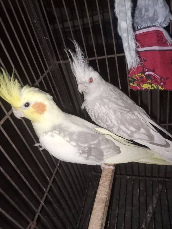 breeder cocktail pair for sale Breed ki gurrantee 100% BREEDER 3