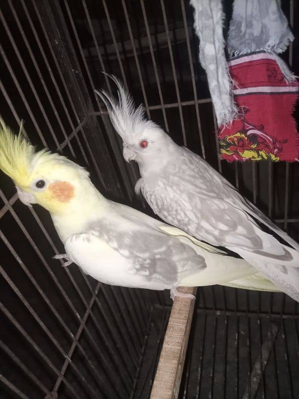 breeder cocktail pair for sale Breed ki gurrantee 100% BREEDER 4