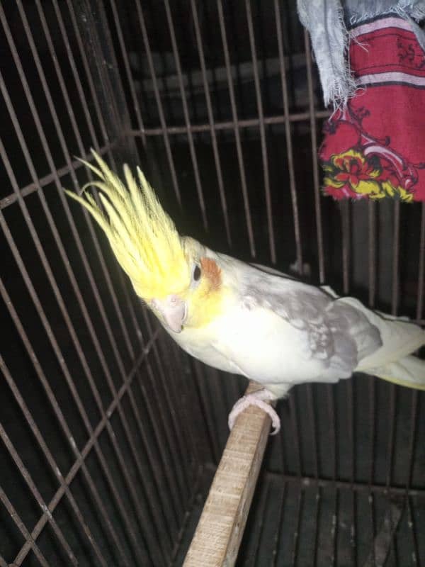 breeder cocktail pair for sale Breed ki gurrantee 100% BREEDER 5