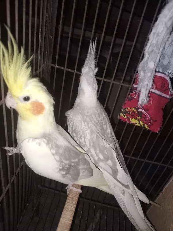 breeder cocktail pair for sale Breed ki gurrantee 100% BREEDER 6