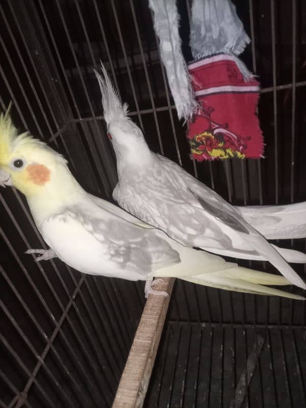 breeder cocktail pair for sale Breed ki gurrantee 100% BREEDER 7