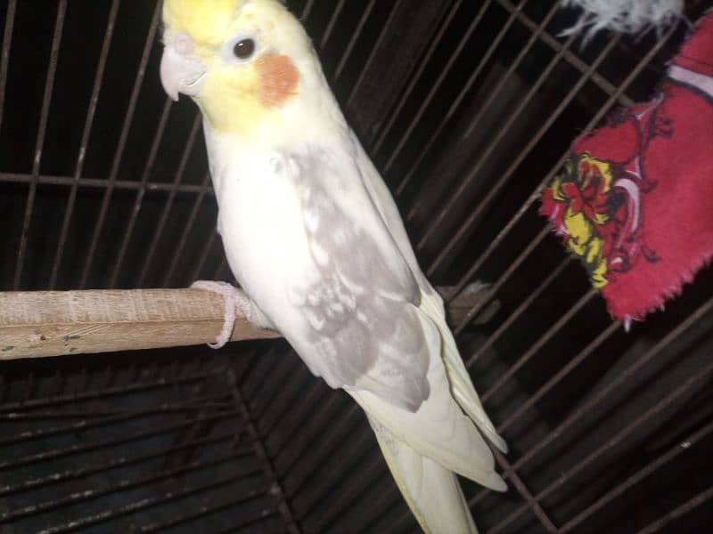 breeder cocktail pair for sale Breed ki gurrantee 100% BREEDER 8