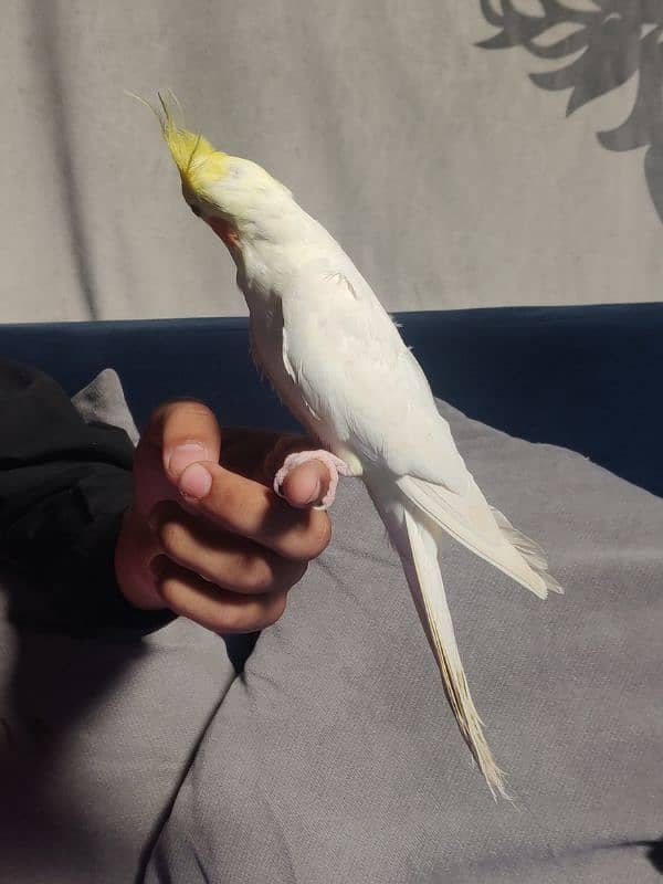 Fully Hand Tame Common White Cockatiel 0