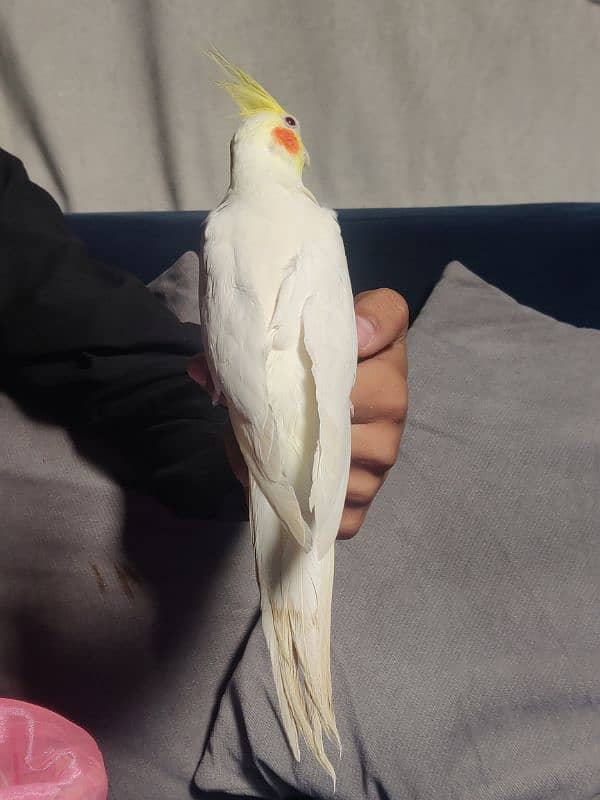 Fully Hand Tame Common White Cockatiel 1