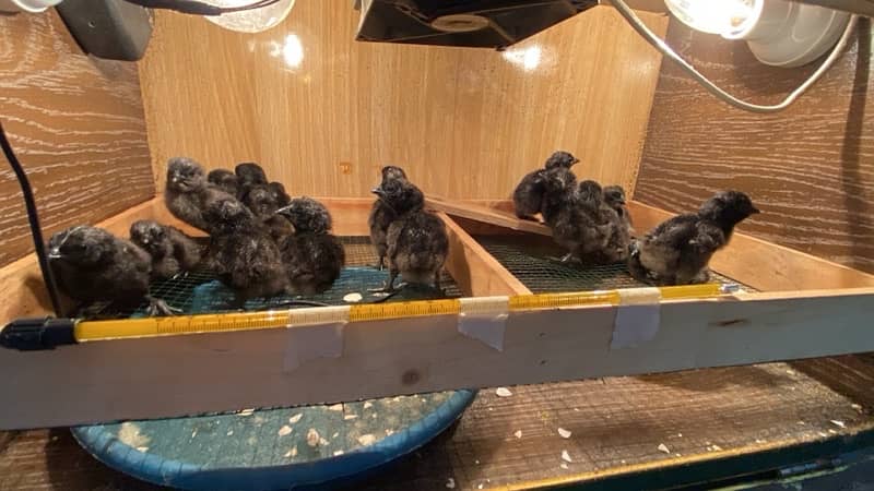 Pure Ayam Cemani Chicks & eggs 0