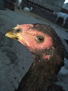 | thai Aseel Madi black  NOK nali | Aseel for sale | Hen fo sale