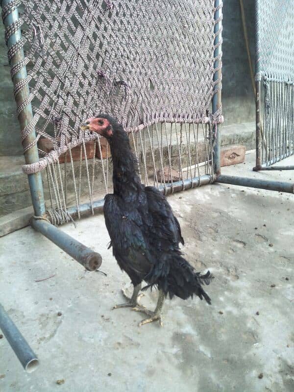 Aseel Black | thai Aseel Madi black   | Aseel for sale | Hen fo sale 1