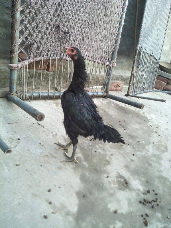 Aseel Black | thai Aseel Madi black   | Aseel for sale | Hen fo sale 3