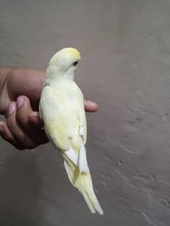 Fully tamed best quality Australian budgies parrots best breeders