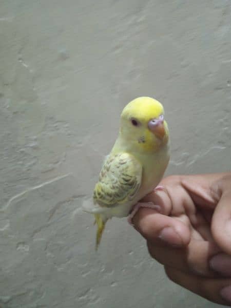 Fully tamed best quality Australian budgies parrots best breeders 3