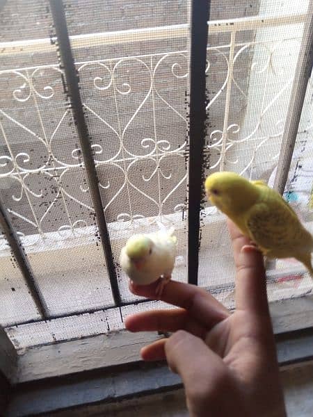 Fully tamed best quality Australian budgies parrots best breeders 6