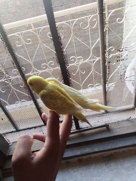 Fully tamed best quality Australian budgies parrots best breeders 7