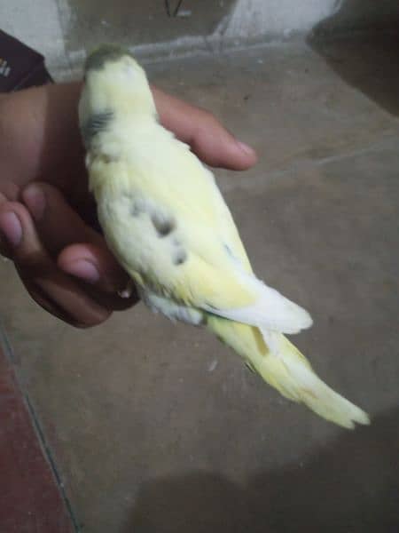 Fully tamed best quality Australian budgies parrots best breeders 8