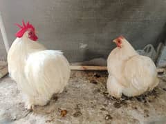 white buff Bantam