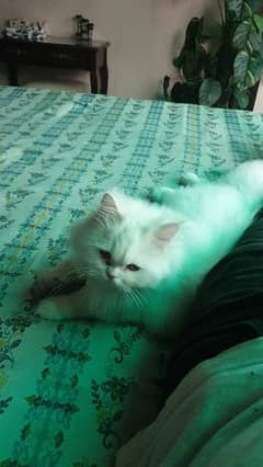 White Persian Female Doll Face Cat