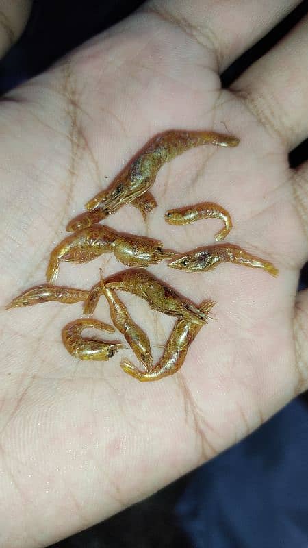 Dried Prawns Shrimps Feed for Pets Fish Hens Birds Turtles 0